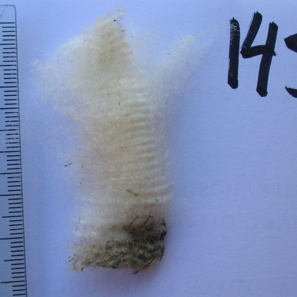 Pure Jämtland wool, 1.5 kg raw fleece, no 145