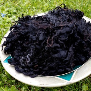 Gently washed black Gotland locks, 200 g curly Gotland wool to spin, felt or decorate