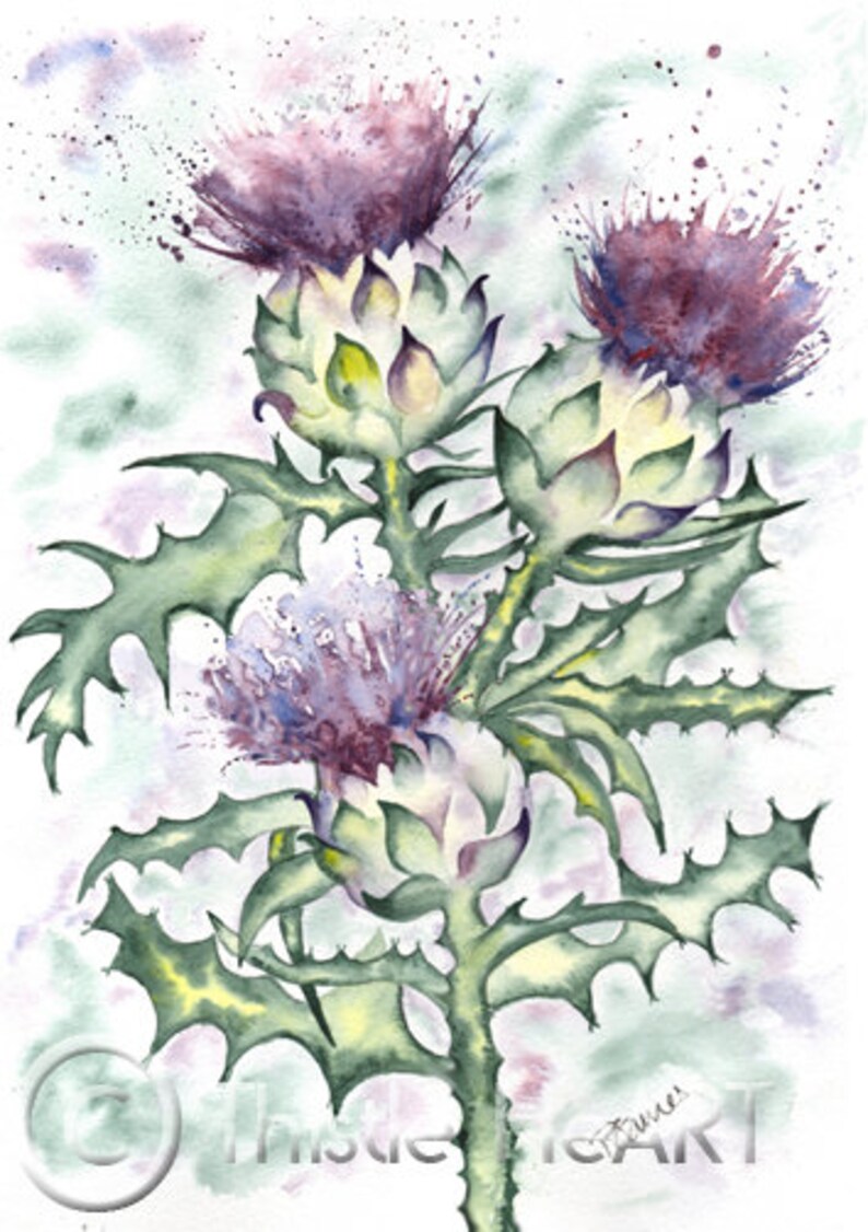 THREE SCOTTISH THISTLES Scotland Art Print of Original Etsy