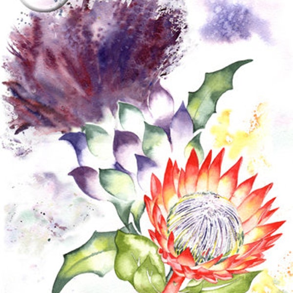 THISTLE PROTEA Scotland South Africa art print of original watercolour painting Scottish South African heritage watercolor emblem