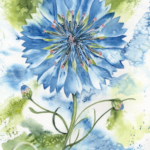 CORNFLOWER scottish art print from original watercolour painting