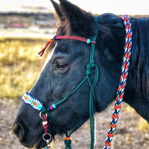Könnte beinhalten: Ein schwarzes Pferd mit einem grünen, roten und blauen geflochtenen Seilhalfter mit einem türkisfarbenen und orangefarbenen Perlennasenband.