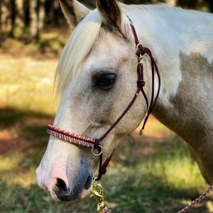 Könnte beinhalten: Nahaufnahme eines Palominopferdes, das ein braunes Lederhalfter mit roten und weißen geflochtenen Seilakzenten trägt. Das Pferd schaut zur Seite mit gesenktem Kopf.