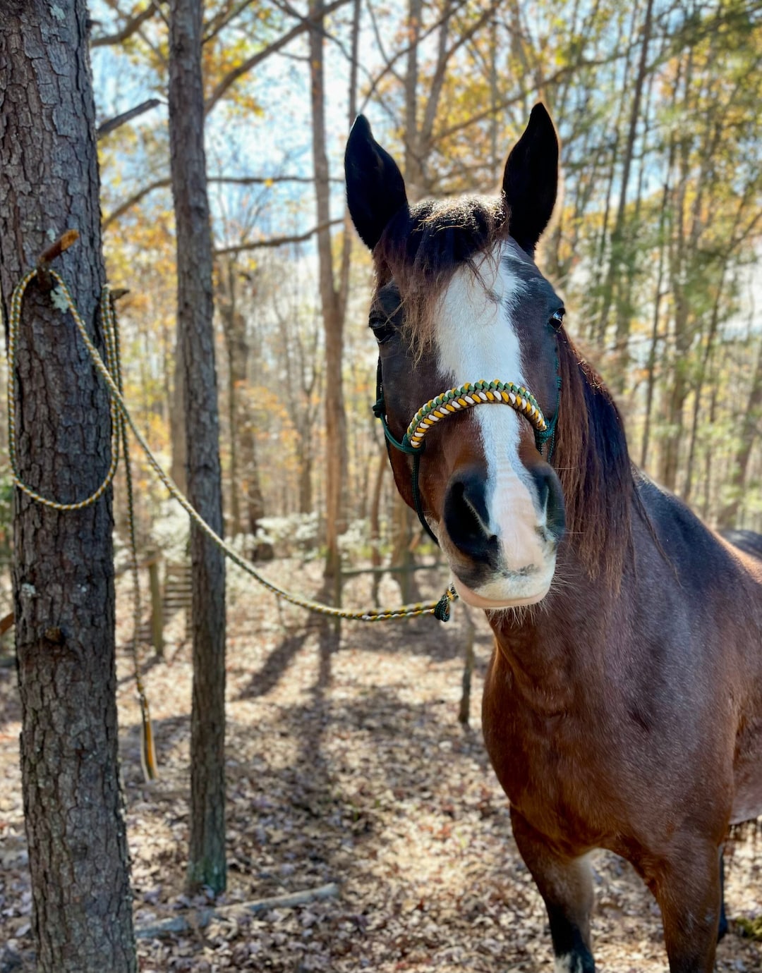 Soft Rope Horse Halter With Braided Noseband and Lead Rope - Etsy