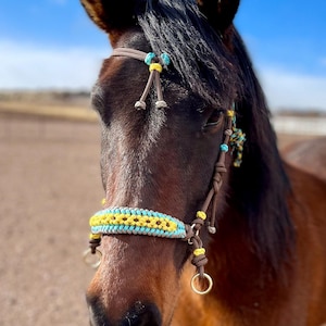 Puede incluir: Un caballo marrón con una cabezada de cuerda trenzada con detalles amarillos y turquesa. La cabezada tiene un bozal, una frente y piezas de mejilla.