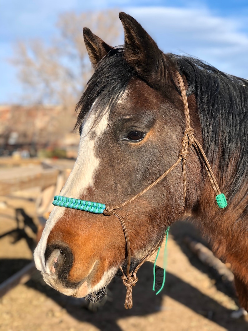 CUSTOM ROPE HALTER Soft Rope With Side Rings and Custom Colors Etsy