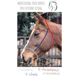 Pu&ograve; includere: Diagramma che mostra come misurare la testa di un cavallo per un morso su misura. Il diagramma mostra le misure del nasello, della guancia, della sottogola e della fronte.