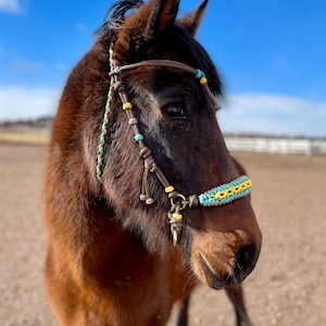 Pu&ograve; includere: Un cavallo marrone con un guinzaglio in corda intrecciata blu e gialla con un nasello in pelle marrone e una fibbia in metallo dorato.