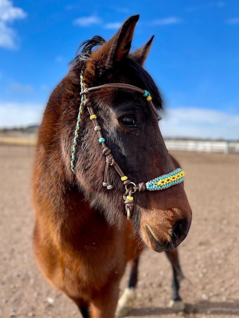 Pu&ograve; includere: Un cavallo marrone con un guinzaglio in corda intrecciata blu e gialla con un nasello in pelle marrone e una fibbia in metallo dorato.