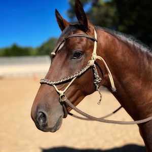 Könnte beinhalten: Ein braunes Pferd trägt ein beigefarbenes geflochtenes Seilhalfter mit einem braunen Lederriemen. Das Pferd steht in einer Sandarena mit blauem Himmel im Hintergrund.