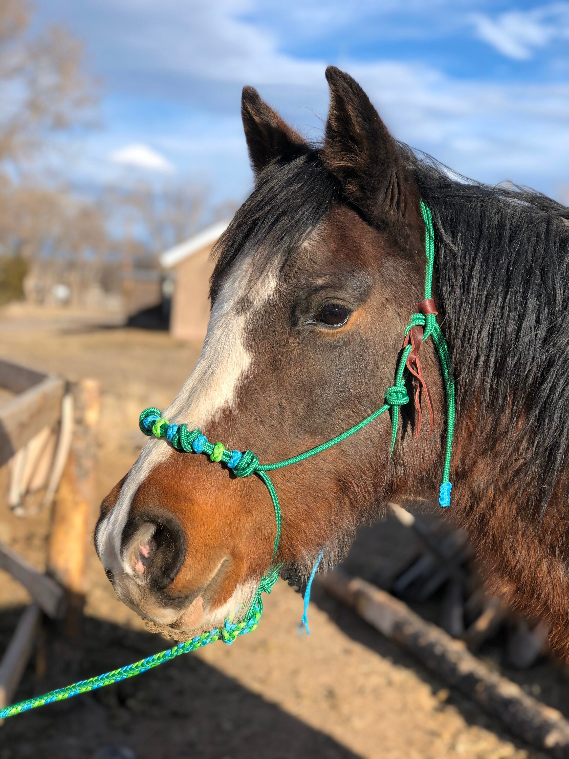 Stiff Rope Breakaway Training HalterDouble Knot Noseband Etsy