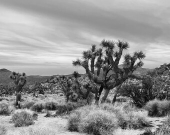 Joshua Tree National Park Black and White Photograph California