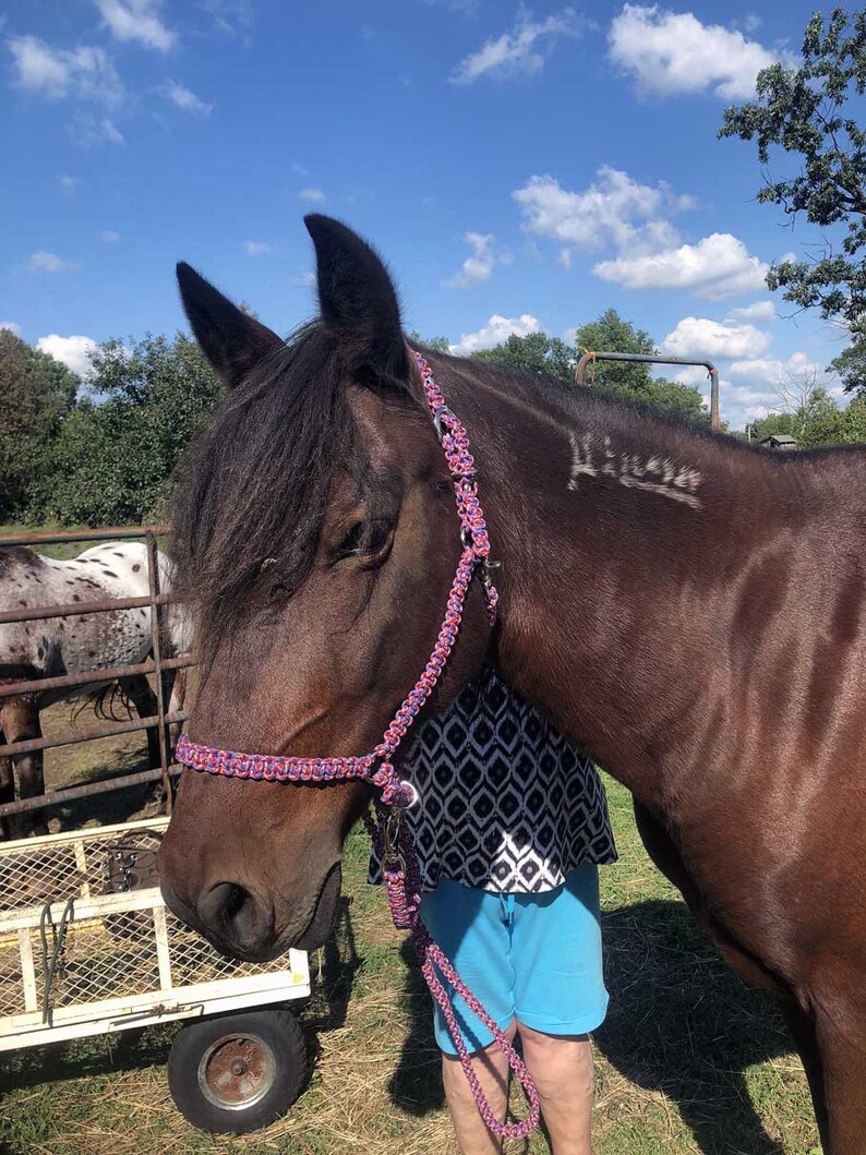Rebel Paracord Halter with 6/' Lead