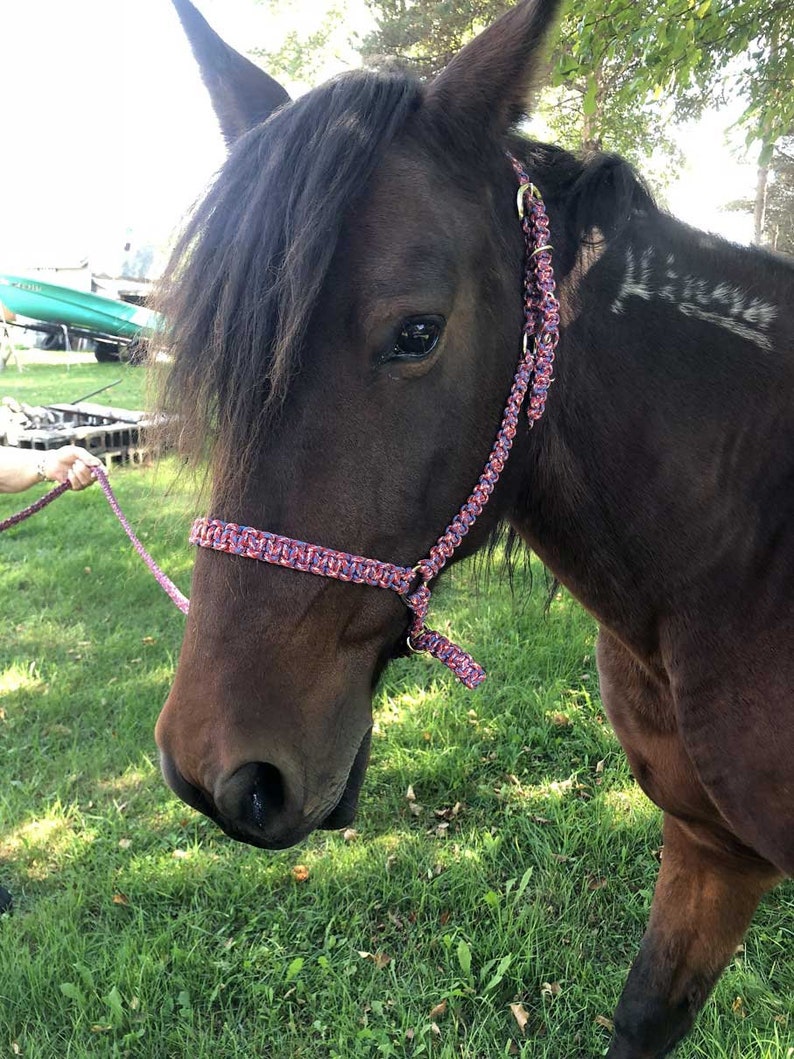 Rebel Paracord Halter with 6/' Lead