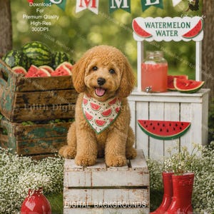 May include: A fluffy golden-brown puppy wearing a bandana with a watermelon pattern sits on a white wooden crate. Behind the puppy is a watermelon water stand, a wooden crate filled with watermelons, red boots, and a red vase with white flowers.