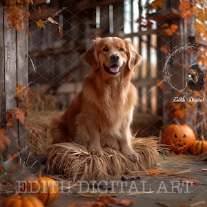 Portrait de chien photographie d'arrière-plan numérique, automne, scène d'automne, récolte, toile de fond de grange, orge, citrouilles, Halloween, photo à téléchargement immédiat