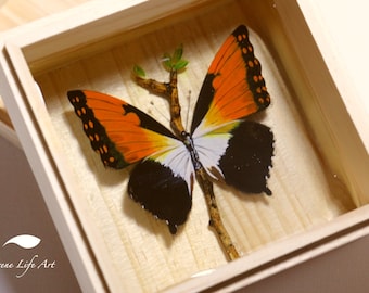 Charaxes Butterfly Resin Painting, Resin Art for Sale, painting with acrylic, butterfly artwork with resin, painting for sale