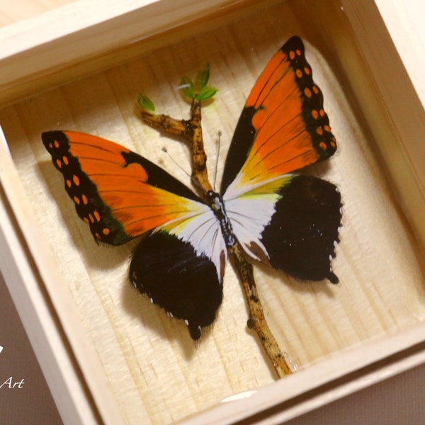 Charaxes Butterfly Resin Painting, Resin Art for Sale, painting with acrylic, butterfly artwork with resin, painting for sale