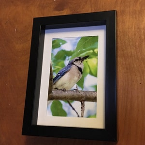 Blue Jay Bird Photography Bird Print Photography Art Print Home Decor Art High Quality Prints Nature Photography Prints Bird Photo image 2