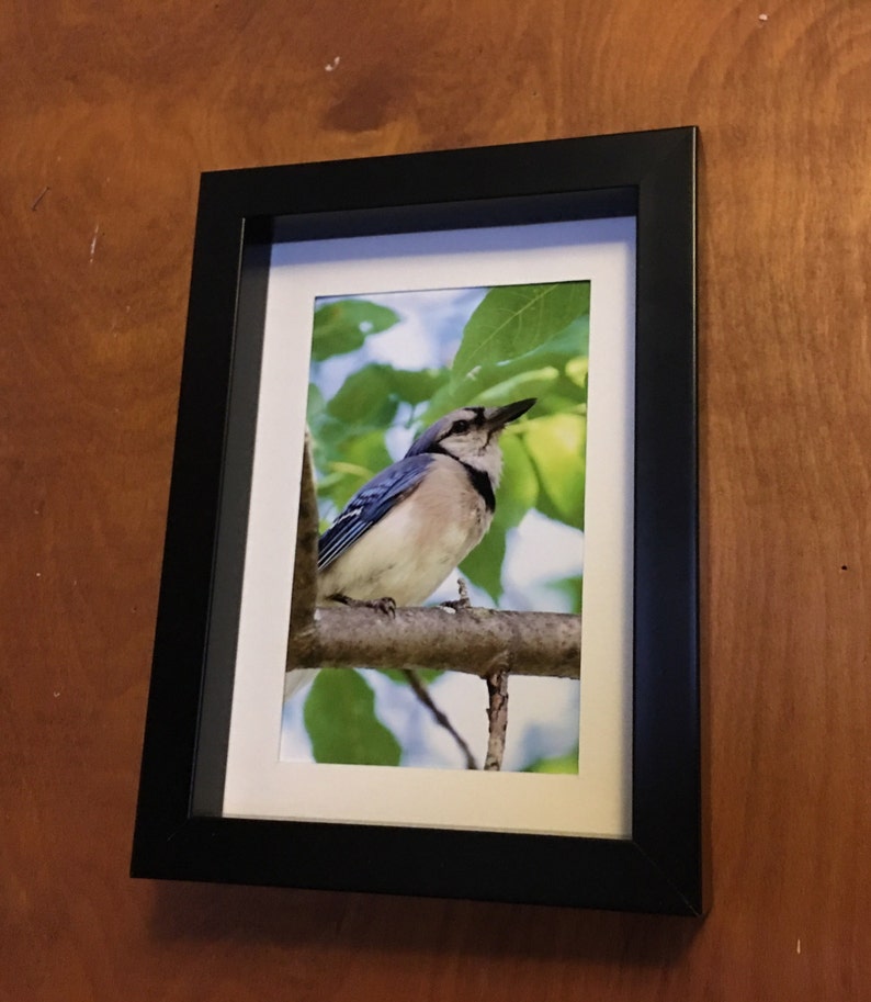 Blue Jay Bird Photography Bird Print Photography Art Print Home Decor Art High Quality Prints Nature Photography Prints Bird Photo image 2