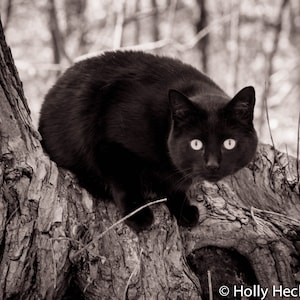 Black and White Photography Cat Print Photography Art Print Home Decor Art High Quality Prints Nature Photography Prints Cat Photo