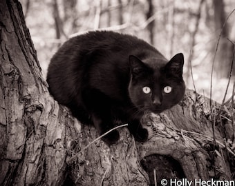 Schwarz und weiß Fotografie Katze Druck Fotografie Kunstdruck Home Decor Kunst hohe Qualität Drucke Natur Fotografie Drucke Katze Foto