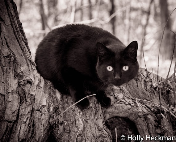 Black and White Photography Cat Print Photography Art Print Home Decor Art High Quality Prints Nature Photography Prints Cat Photo