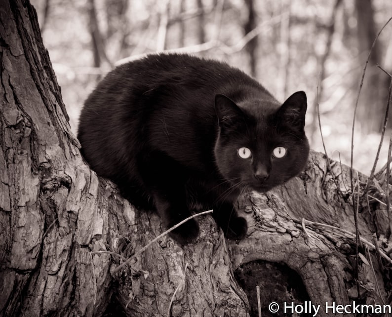 K&ouml;nnte beinhalten: Eine schwarze Katze mit gr&uuml;nen Augen sitzt auf einem Baumstamm. Die Katze schaut direkt in die Kamera.