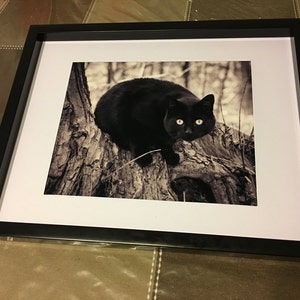 K&ouml;nnte beinhalten: Eine schwarze Katze mit leuchtend gr&uuml;nen Augen sitzt auf einem Baumstamm. Die Katze schaut direkt in die Kamera. Der Hintergrund ist ein verschwommenes Bild eines Waldes.