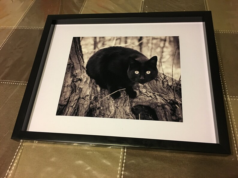 K&ouml;nnte beinhalten: Eine schwarze Katze mit leuchtend gr&uuml;nen Augen sitzt auf einem Baumstamm. Die Katze schaut direkt in die Kamera. Der Hintergrund ist ein verschwommenes Bild eines Waldes.