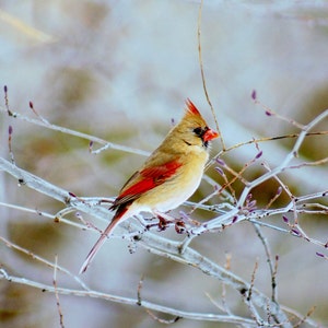 Female Cardinal Bird photo Print: Winter Nature Photography Art