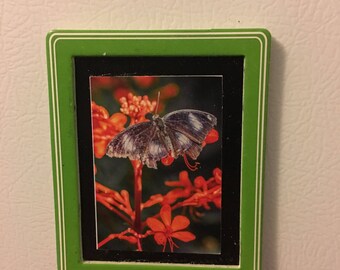 Butterfly Fridge Magnet Butterfly Print Magnet Refrigerator Magnet Butterfly Magnet Kitchen Magnet Art Magnet Framed Magnet