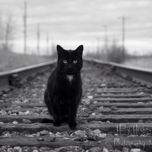 Black and White Photography Cat Print Photography Art Print Home Decor Art High Quality Prints Nature Photography Prints Cat Photo