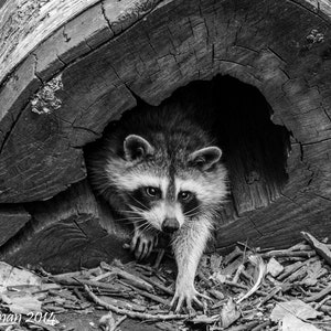 Raccoon Photography Raccoon Print Photography Art Print Home Decor Art High Quality Prints Animal Photography Prints Raccoon Photo