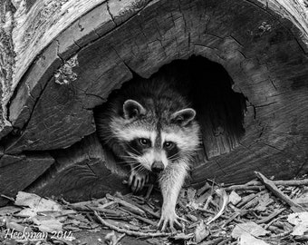 Waschbär Fotografie Waschbär Druck Fotografie Kunstdruck Home Decor Kunst hochwertige Drucke Tier Fotografie Drucke Waschbär Foto