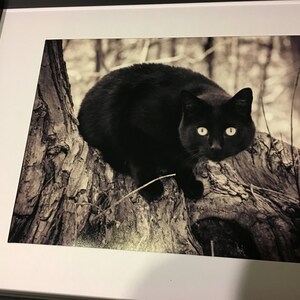K&ouml;nnte beinhalten: Eine schwarze Katze mit leuchtend gelben Augen sitzt auf einem Baumstamm in einer Waldlandschaft. Das Bild ist in Schwarzwei&szlig;.