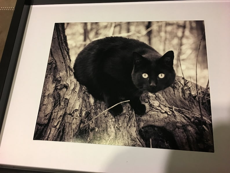 K&ouml;nnte beinhalten: Eine schwarze Katze mit leuchtend gelben Augen sitzt auf einem Baumstamm in einer Waldlandschaft. Das Bild ist in Schwarzwei&szlig;.
