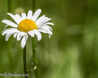 White Daisy Photography Flower Print Photography Art Print Home Decor Art High Quality Prints Nature Photography Prints Flower Photo