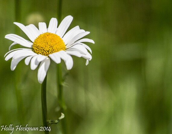 White Daisy Photography Flower Print Photography Art Print Home Decor Art High Quality Prints Nature Photography Prints Flower Photo