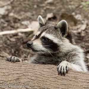 Raccoon Photography Raccoon Print Photography Art Print Home Decor Art High Quality Prints Animal Photography Prints Raccoon Photo