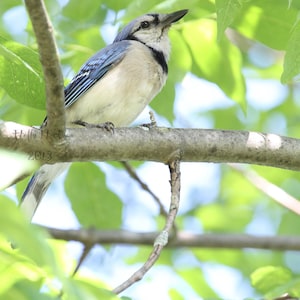 Blue Jay Bird Photography Bird Print Photography Art Print Home Decor Art High Quality Prints Nature Photography Prints Bird Photo image 1