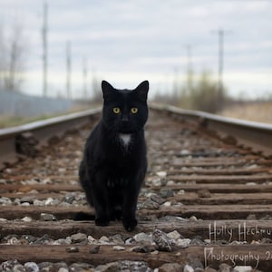 Black Cat Photography Cat Print Photography Art Print Home Decor Art High Quality Prints Nature Photography Prints Cat Photo photo print