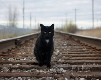 Schwarze Katze Kunstdruck, Zugspuren, Home Decor