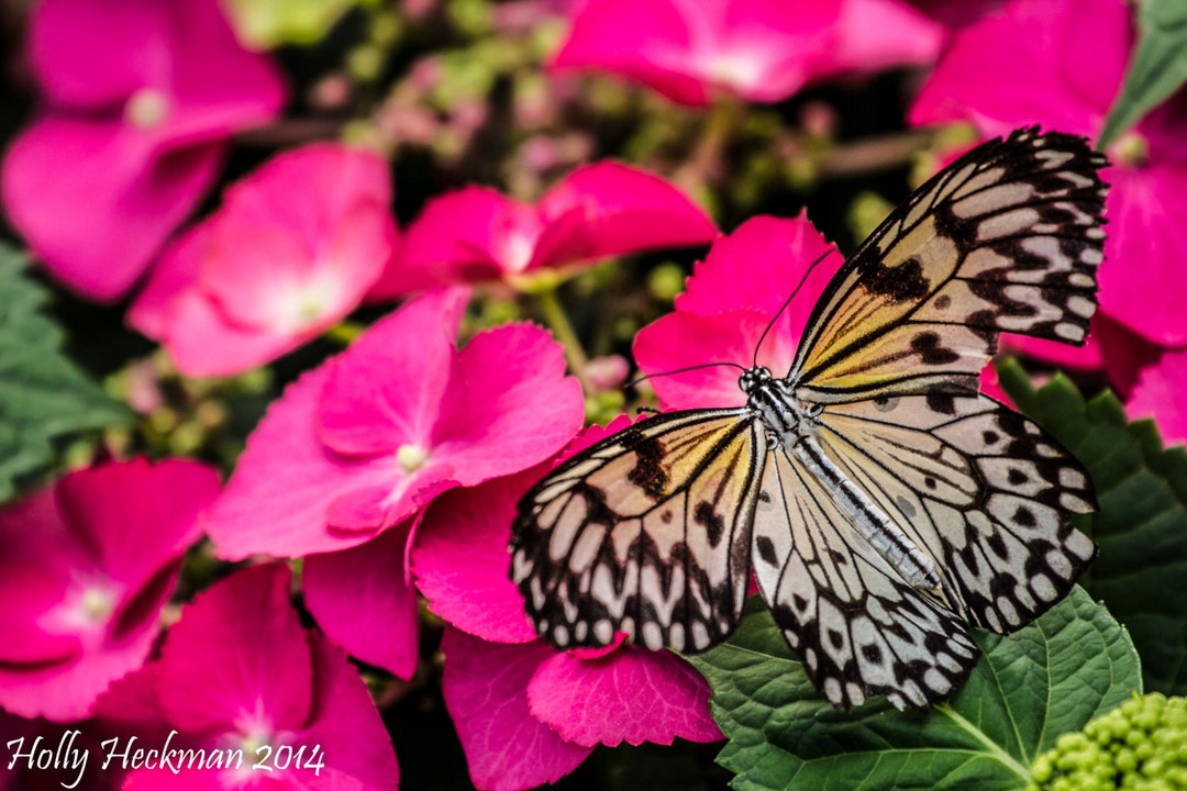 Butterfly Art Photo Print: Pink Flowers Nature Photography - Etsy UK