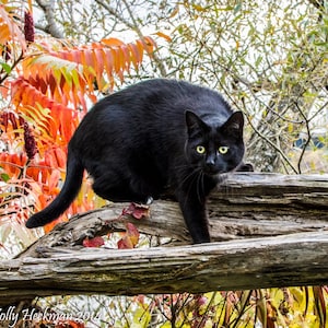 Black Cat Print Photography Art Print Home Decor Art High Quality Prints Photography Prints Cat Photo