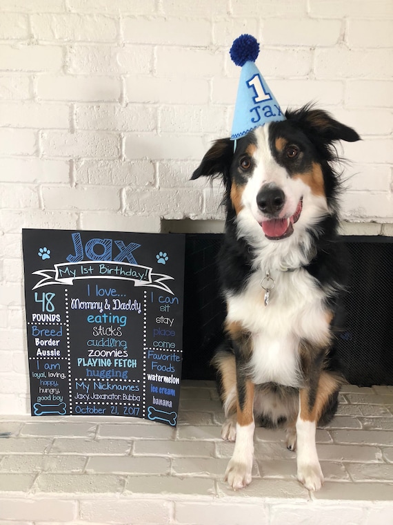 my dogs first birthday