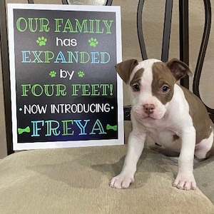 New Puppy Announcement Sign Dog Homecoming Sign Our Family Expanded by Four Feet Sign Dog Announcement Chalkboard Welcome Puppy