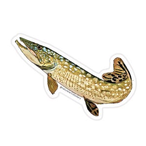 Fish Sticker I Chain Pickerel Fish Sticker Durable weather resistant UV vinyl for water bottles, laptops, car windows, tackle box
