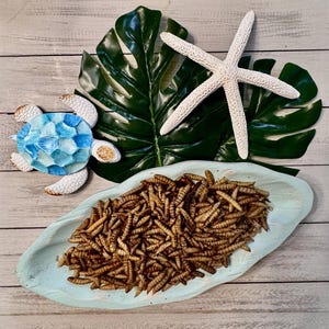 Larvae Crunch  Black Soldier Fly Larvae for Hermit Crabs