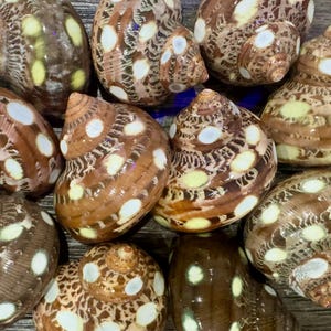 Spotted Turbo Petholatus Shells | 2–2.5” Hermit Crab Homes | Openings 0.80–1.09” (set of 3)
